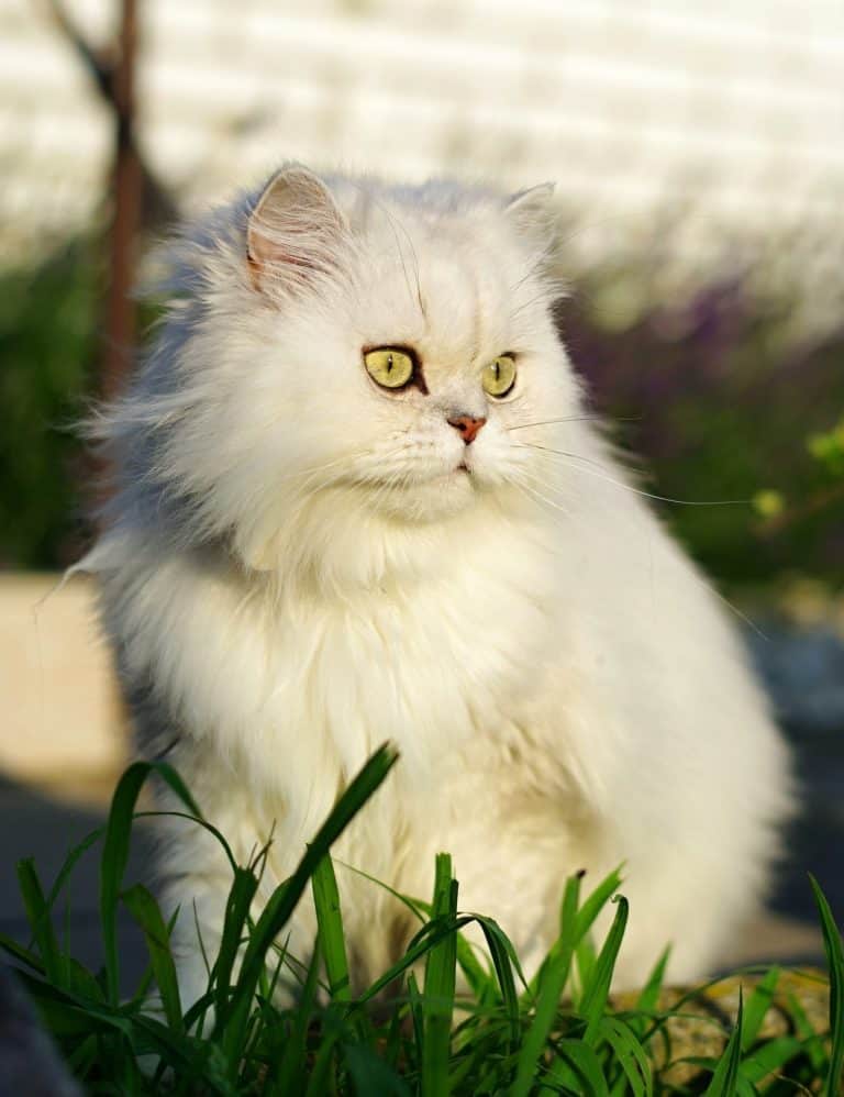 Do Persian Cats Drink Water? (The Best Answer) More Meows