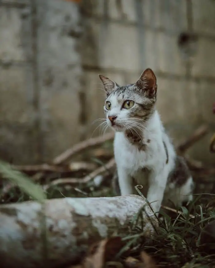 Do Stray Cats Kill Kittens? Rare Cat Murder More Meows
