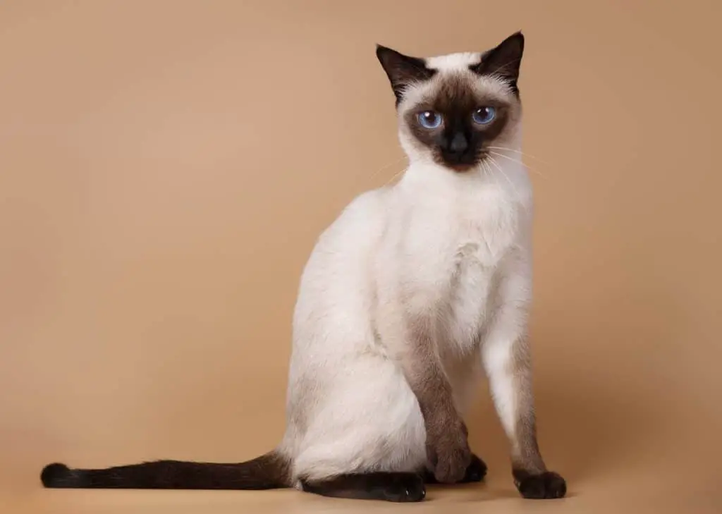 10 Cat Breeds That Don’t Shed A Lot (Epic List!) More Meows