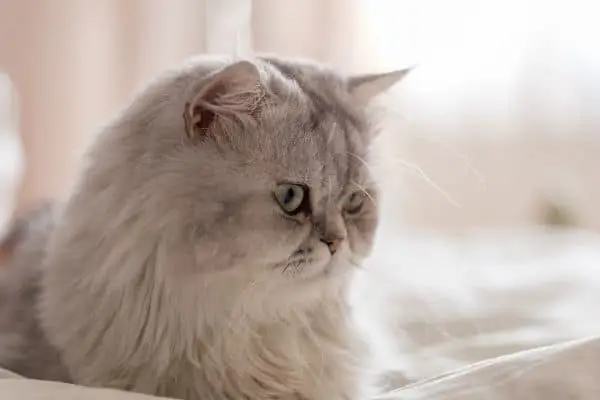 Do Persian Cats Miss Their Owners? (The Reliable Reasons