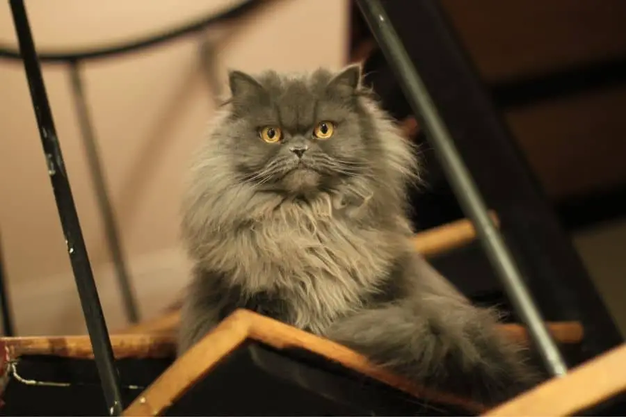 Why Is My Persian Cat Shedding So Much? (Clear Reasons) More Meows
