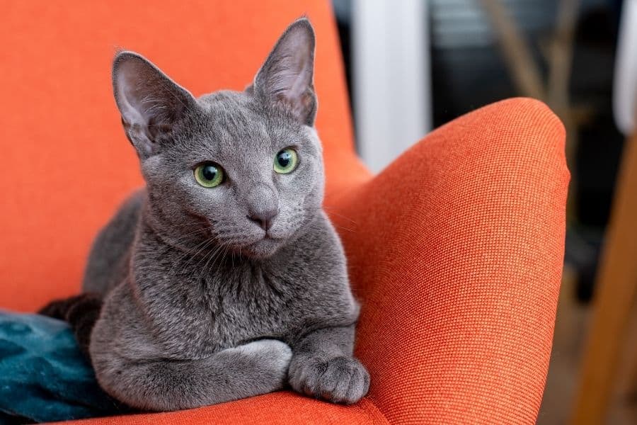 Are Russian Blue Cats Hypoallergenic? See The Truth – More Meows