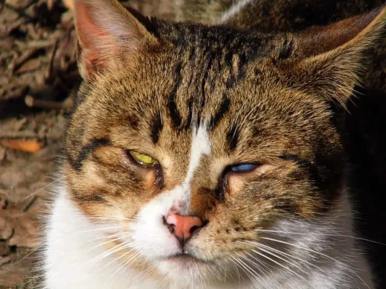Should A Blind Cat Be Put Down? Quickly Explained More Meows